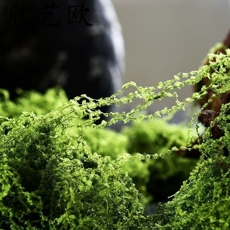 仿真苔藓装饰绿植家庭园艺景观绿地高仿真庭院婚庆微观造景草坪