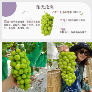 Sunshine Rose Grape Saplings Old Pile Fruit Tree Fruit Seedlings Qingwang Jufeng Seedless Grape Vine Seedlings Southern Planting Potted Plants