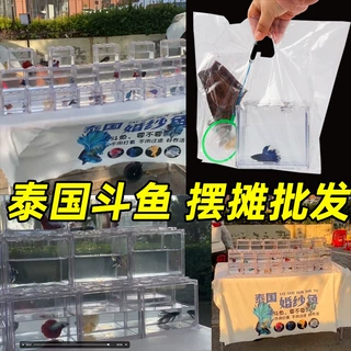 泰国进口斗鱼热带观赏鱼小型亚克力鱼缸半月摆摊斗鱼批发摆摊套餐
