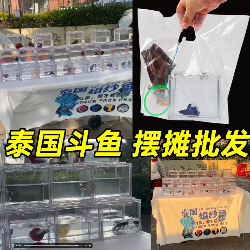 泰国进口斗鱼热带观赏鱼小型亚克力鱼缸半月摆摊斗鱼批发摆摊套餐