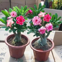 �ذ�ɳĮõ�廨�������ļ����ܾGֲ���Ϙ��҃��̨С�辰�_������