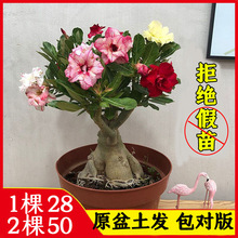 ɳĮõ�����ذꎧ�����Ϙ�С���Ի����ļ��_�����B�ͺ����˾Gֲ