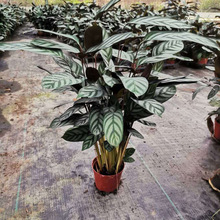 ���w�������҃����Կ͏dֲ���ȸ�����^�~�Gֲ�����՚�����ȩ