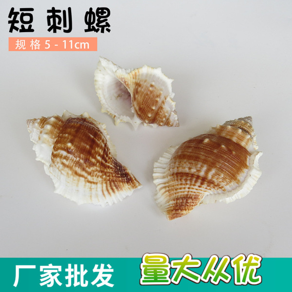 Natural conch shell striped piano snail fish tank aquarium…