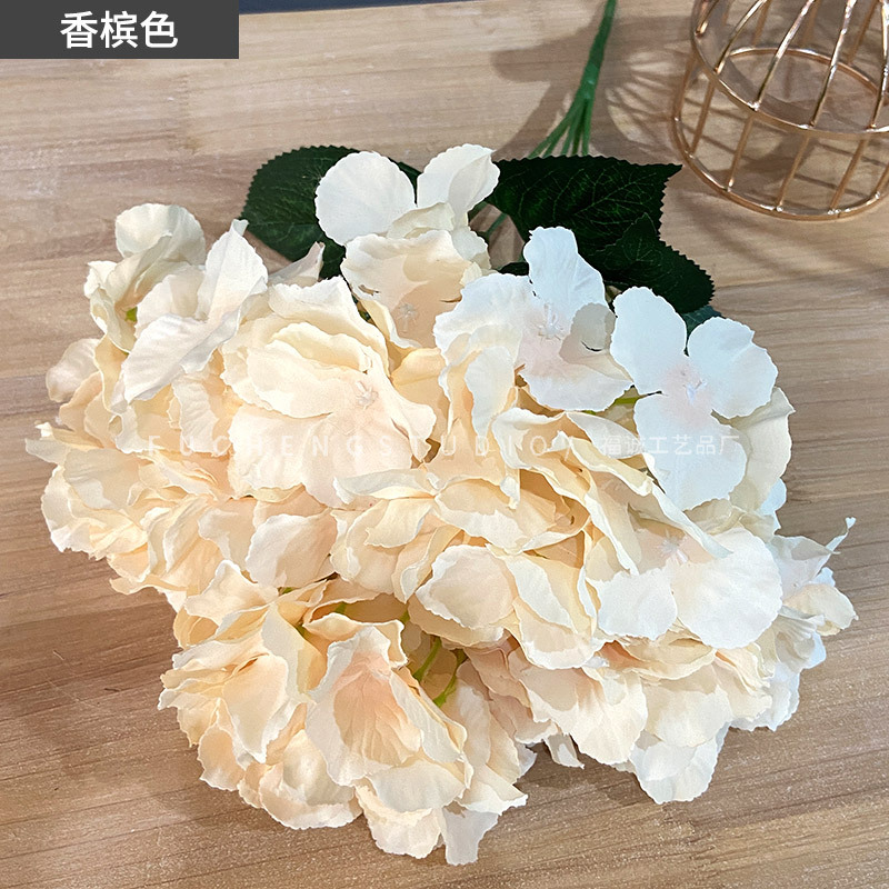 Champagne color (5 beams per color starting shot less shot not hair)