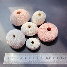 厂家直供空气凤梨装饰摆件海贝壳海胆壳小型品种3-5cm 海胆壳组合