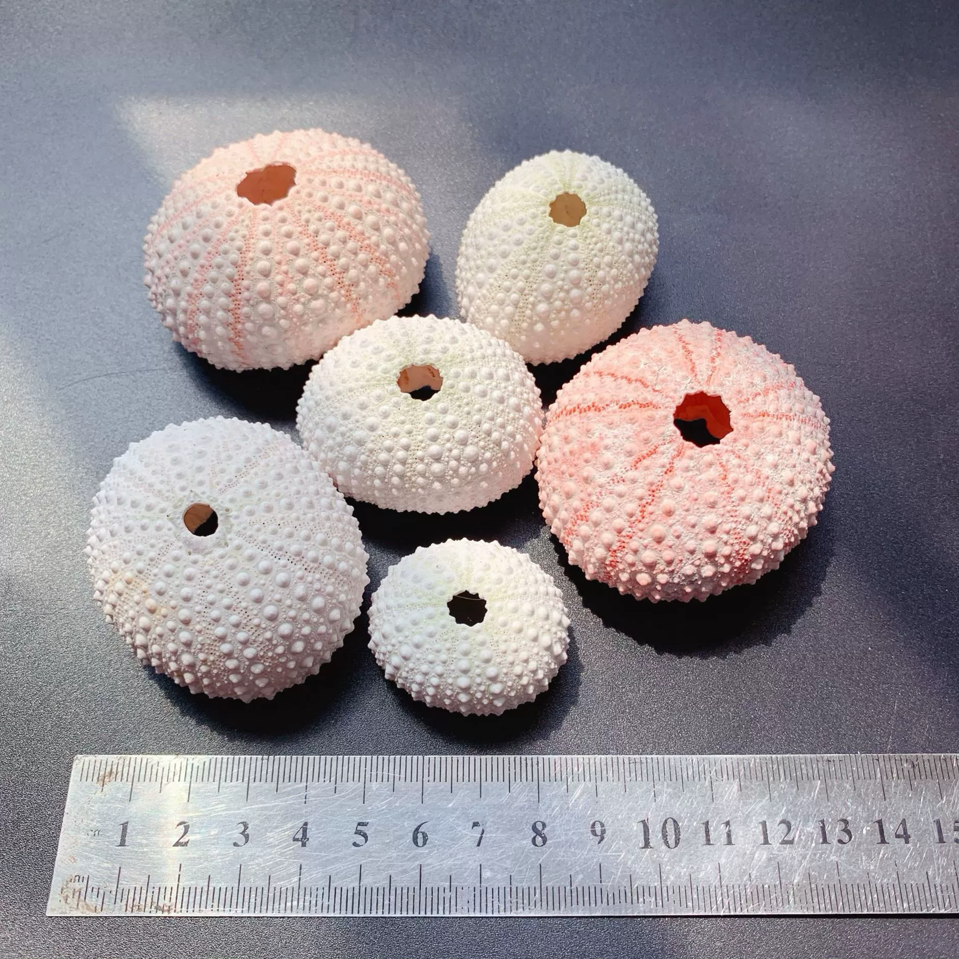 Производители напрямую поставляют воздух ананас декоративные украшения морские раковины морские раковины морские ежи раковины небольшие разновидности 3-5cm морские ежи оболочки комбинации