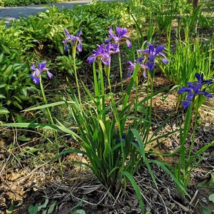 �Sβ�����ع����ϻ��Sβ�{�����Sβ�|���ͺ���ɫ�ݱ�ֲ������ă�