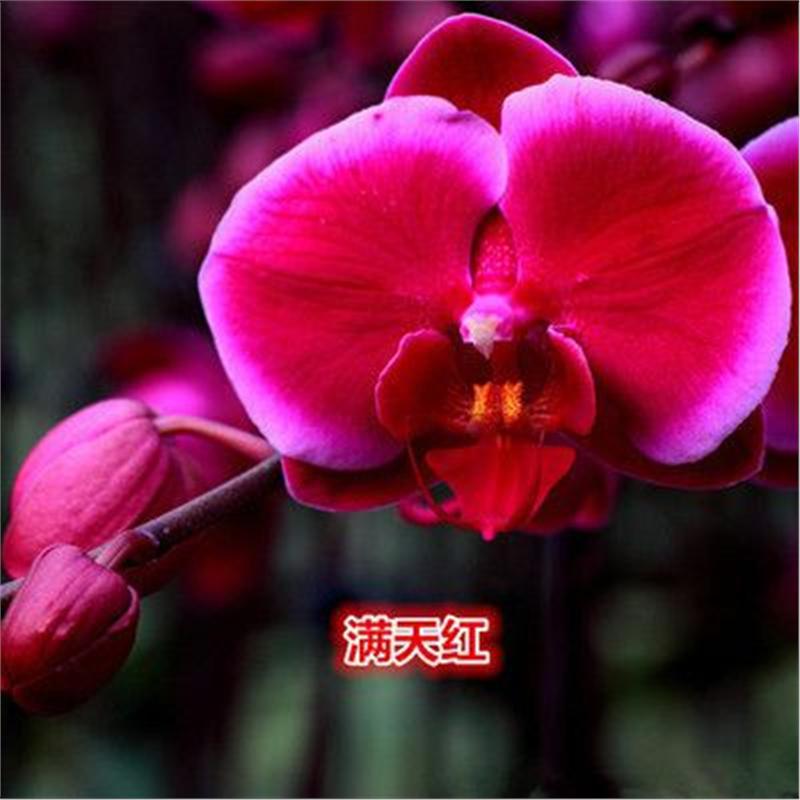 Cuatro estaciones mariposa orquídea plántulas en maceta balcón interior sala de estar flores plantas florecen con flores de maceta original