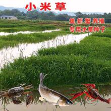 小米草种子水产养殖草鱼虾蟹雀叶稗湖南稷子牧草种籽耐水淹草种籽