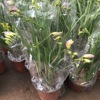 Wholesale various flowers potted courtyards office desktop viewing flowers green plantation orchid chrysanthemum hydrangea lavender plants