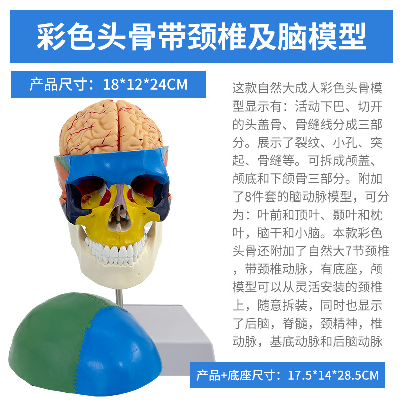 ��ɫͷ�Ǵ���׵����ģ������ͷ­�� ɫ�Է��� 1��1��ɫ��������