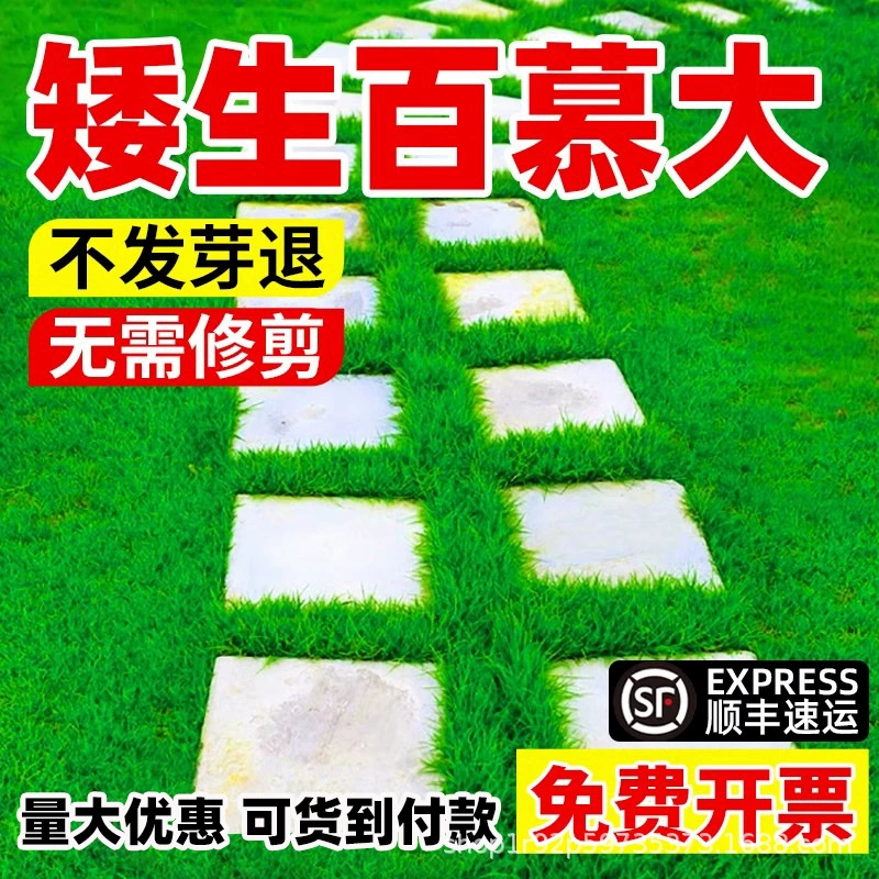 Семена газонной травы Бермуды, без обрезки, семена газонной травы Манила, сетчатые семена, газонная трава для мини-гольфа, ковровая трава, семена газонной травы раннего созревания