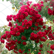 �tľ�㻨�ļ��tɫ����ֲ���ش��������������㻨���Sľ��������