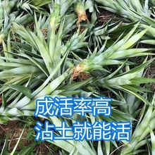 红肉凤梨苗特大甜四季结果当年结果室内阳台楼顶庭院盆栽地栽