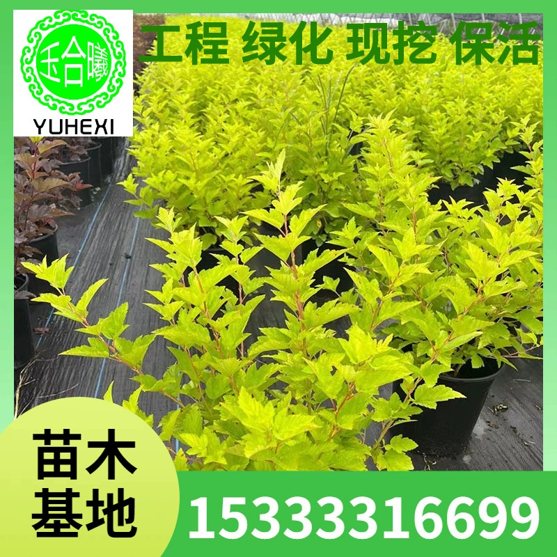 Саженцы кустарников и фруктовых деревьев из питомника Лиаонин: золотистые листья, фиолетовые листья.