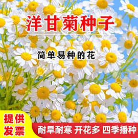 正宗罗马洋甘菊种子四季播种开花易活花卉盆栽庭院小雏菊花种子