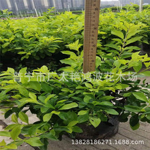 Vݴ~С~SSС~S@ˇľֲ