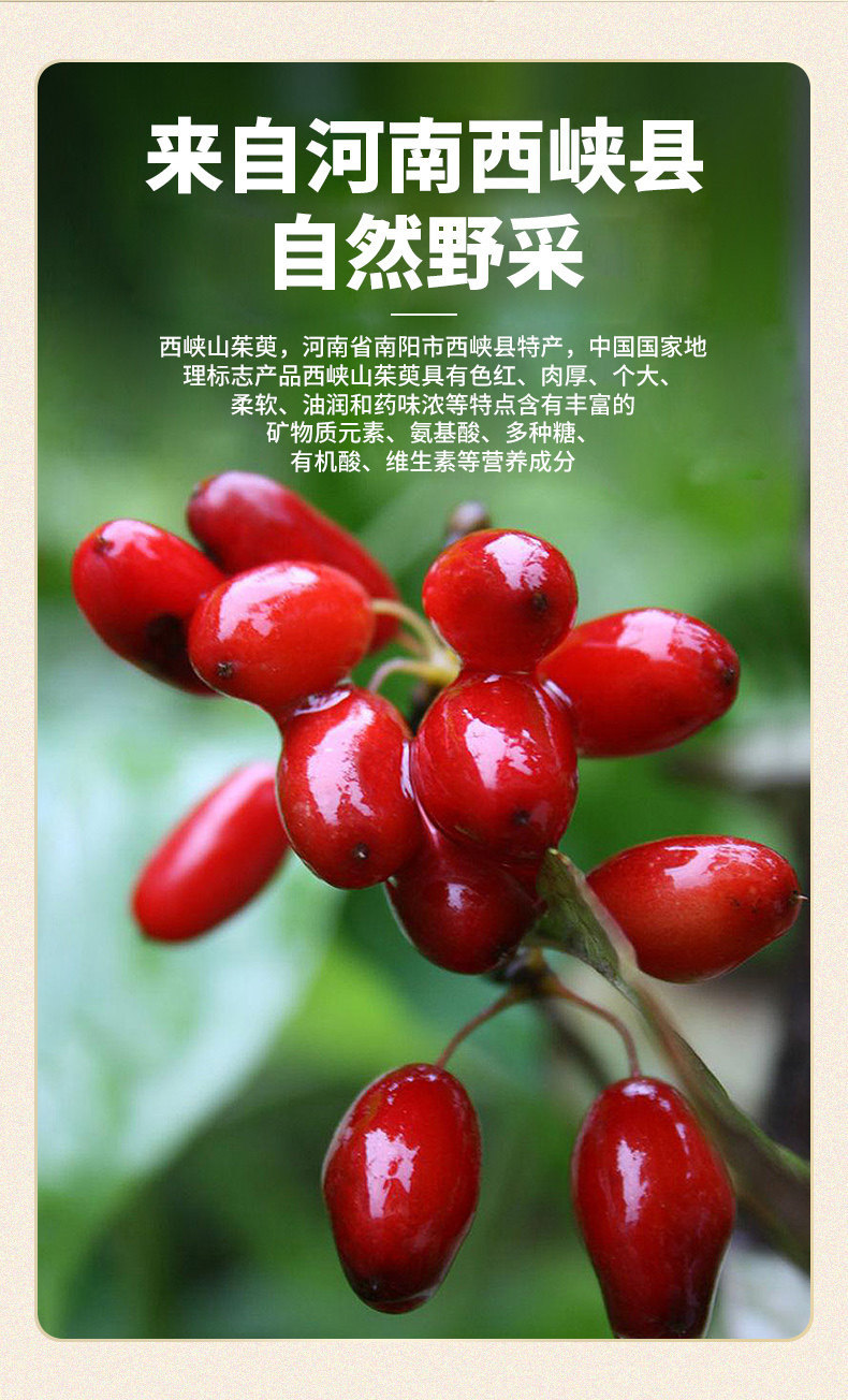 Premium Cornus Fruit Shan Zhu Yu 山茱萸 Dried Asiatic Dogwood Berries for Herbal Tea and Decoction 260g Jar key features