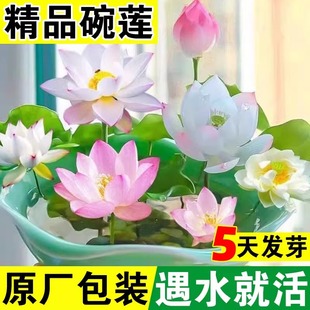 �ļ�ˮ����ɏ�N�����_��ֲ��˯ɏ�ɻ��N�҃��_�����ԾGֲ�N��ɏ��