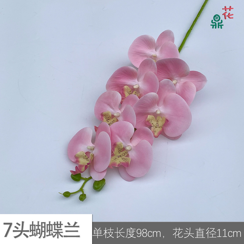 7 phalaenopsis GFG #53 옐로우 코어 라이트 핑크