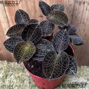 ��ɏ�Nֲ�玧������ϡ��С�����^�pʳ�����B�Ҝ���ˮ�Gֲ����