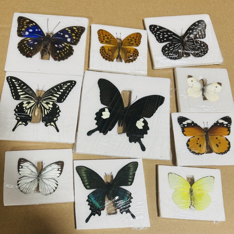 Real butterfly specimens with fully extended wings, stunningly displayed in a PVC frame, perfect for collecting and showcasing beautiful butterfly specimens; comes with a metal frame as standard