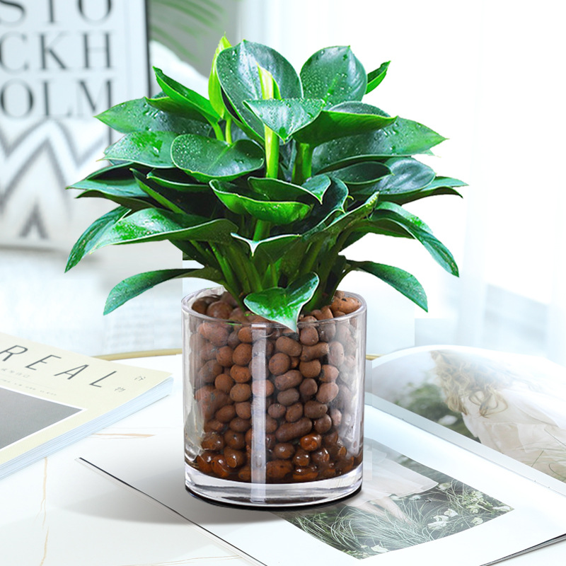 [인터넷 연예인 수경재배 모델] 골든 다이아몬드 3개, 약 25cm 원형 실린더 유리 + 세람사이트 + 영양액