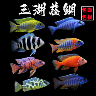 ���������R���{����ʵ۷������ӟᎧ�~���w�~С�͵�ˮ�^�p�~���]