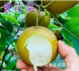 ����������污Ƥ������Ե����ͺ��ͺ��ϱ����Nֲ����Y����