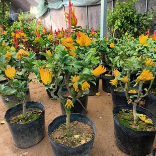 ���֘������Ԏ������A���ָ��辰��ʳ��ֲ���̨ͥԺ���ܾGֲ���B