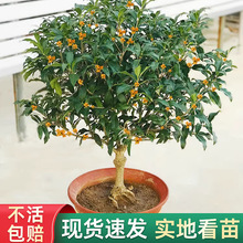 ֲ҃ͥԺԹ𻨘عGֲBͰ½