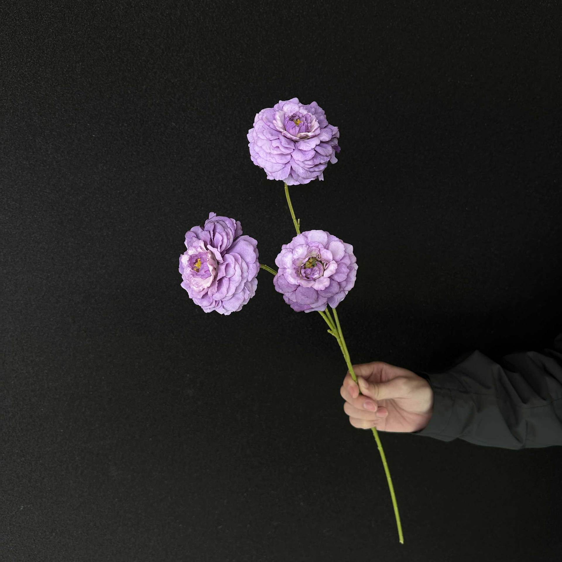 Peonía de Koi púrpura