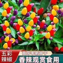 盆栽彩椒种子甜椒易活阳台盆栽室内外四季开花花种子籽大全标准无