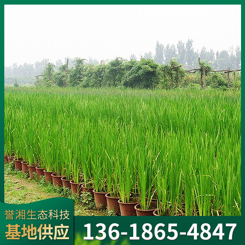 基地批发供应菖蒲水生植物公园水池水体菖蒲湿地绿化挺水植物厂家