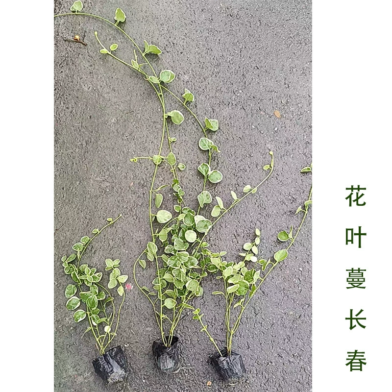 Виноград Чанчунь Кубок Рассада Плюща Цветок Лист Виноград Сычуань Виноград Озеленение грунтового покрова Растение