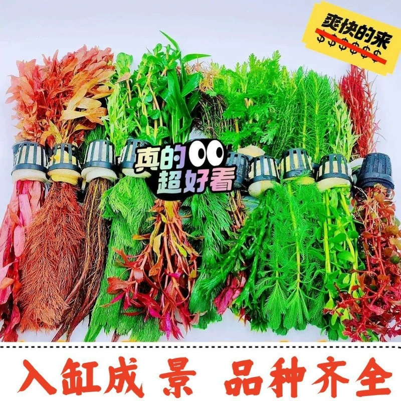 Набор для ландшафтного дизайна аквариума с водными растениями, аквариумная фоновая трава для пресноводного аквариума, трава-тысяча лап, Амазонка
