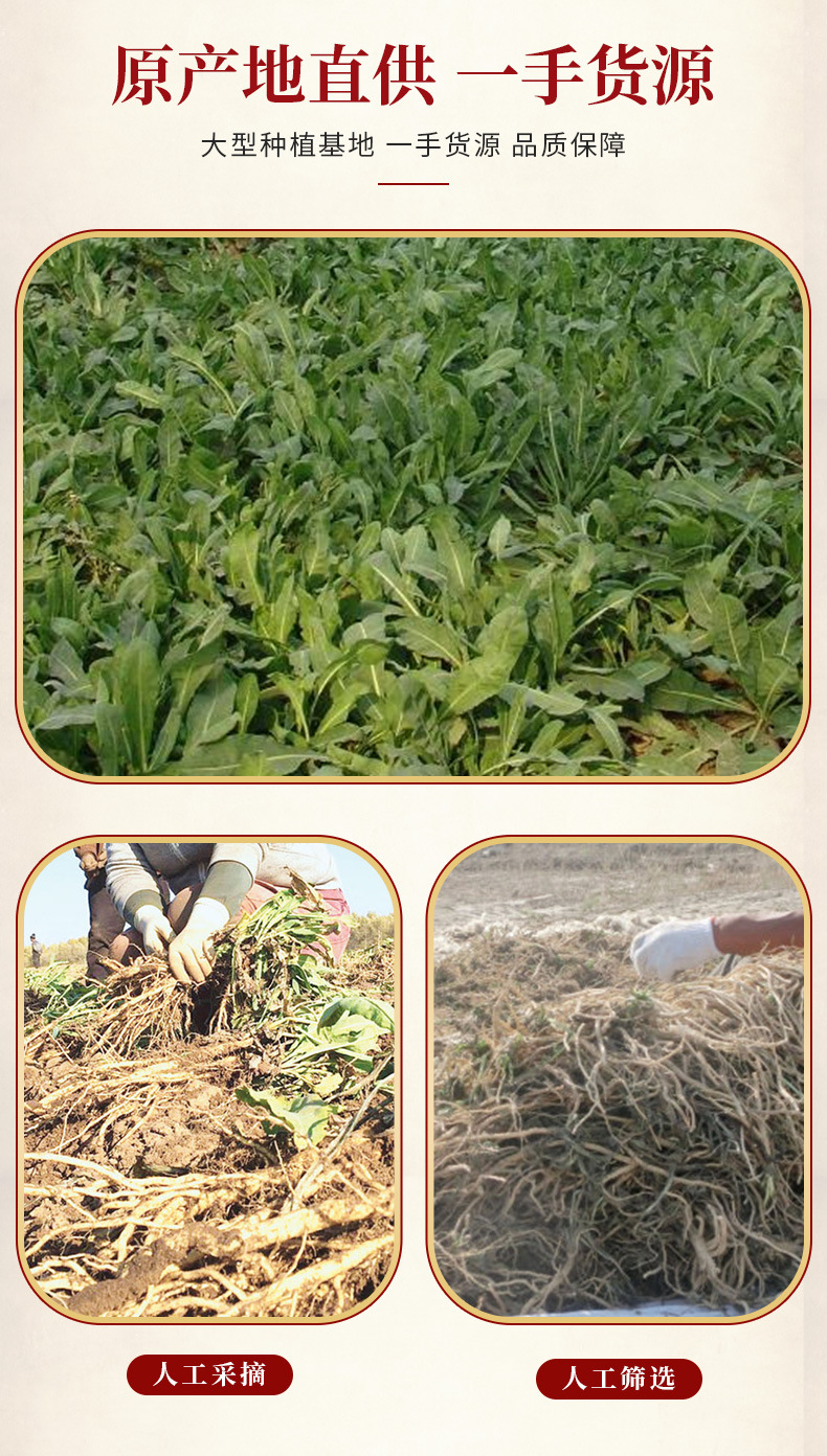 Ban Lan Gen Isatis Root Slices 500g Dried Banlangen for Herbal Decoction and Tea overview