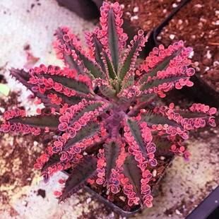 [6 Types of Phoenix Combination Packages] Phoenix Brocade Succulents Grow Roots on the Ground, White and Blue Birds Immortal Succulents