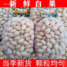 24年新鲜白果银杏果1-5斤装包邮无漂白生百果大佛指带壳银杏仁