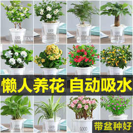 发财树办公室内观花植物绿植水培套装盆栽绿萝花卉富贵竹芦荟多肉
