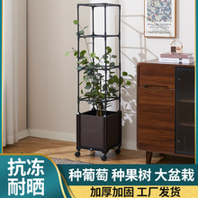 �羳���R�d������Ӻ�Nֲ���ͥ����̨����Nֲ��M�ϷN����