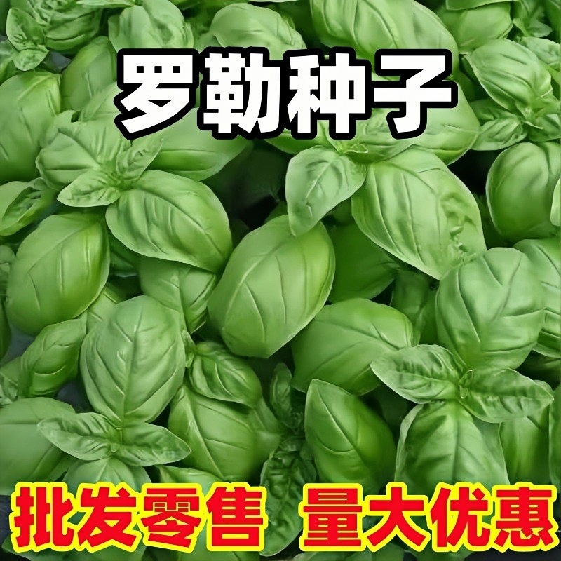 香花子罗勒种子九层塔金不换明列子甜兰香花卉种籽孑四季阳台盆栽