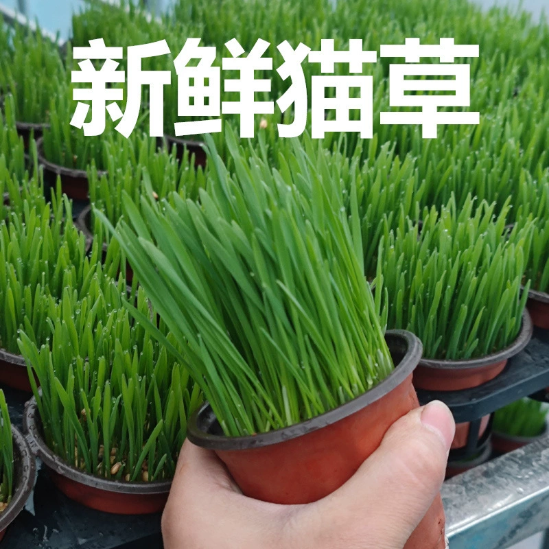 Шарики кошачьей мяты для удаления кошачьей шерсти, растения кошачьей мяты в горшках, хорошо выращенные готовые изделия, пророщенные семена кошачьей мяты, кошачьи закуски.