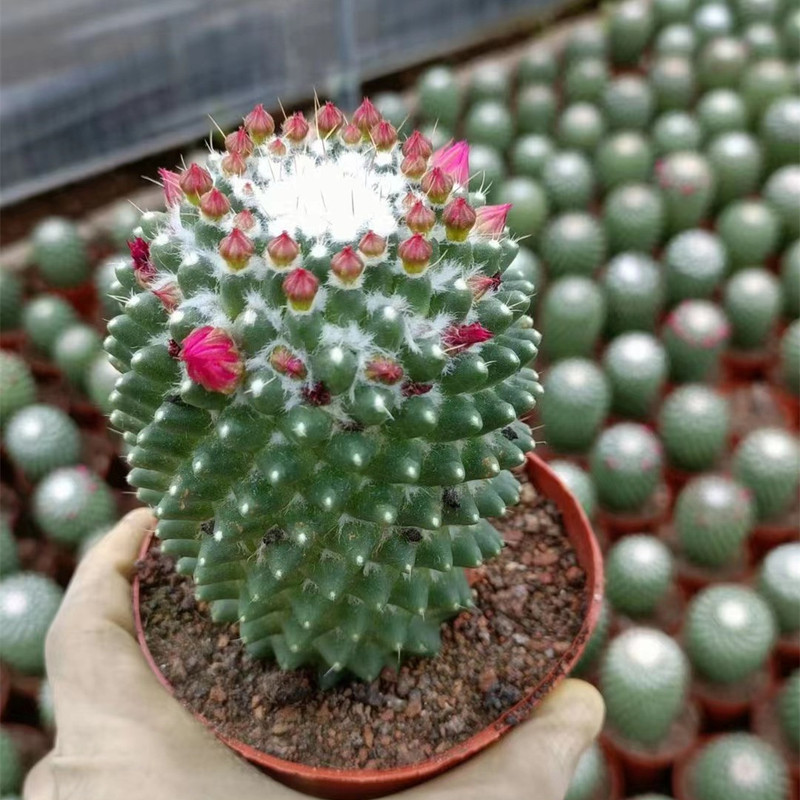 大仙人球コレクション、鉢植えの開花仙人掌、多肉植物、星兜瑞昌玉、玉龍鳳玉、玉翁|undefined