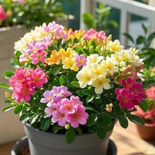 �ͺ�����ʮ�ﻨ�ܾGֲ�����҃ȿ͏d�̨�������������S��ֱ�NԴ�^