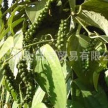 ں Blackpepper oil,CAS:8006-82-4ں