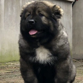 扫地机;狗;洗地机