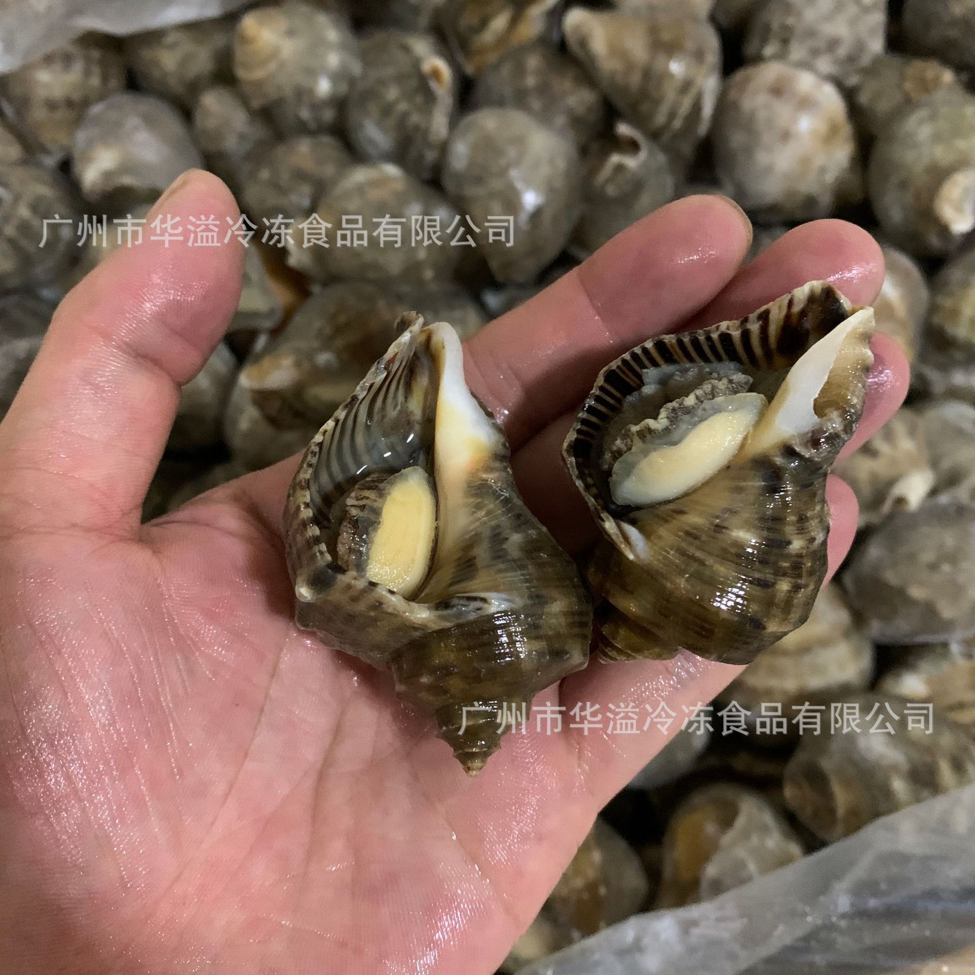 冷冻海螺 16斤/箱 自助餐烧烤海螺 熟冻海螺