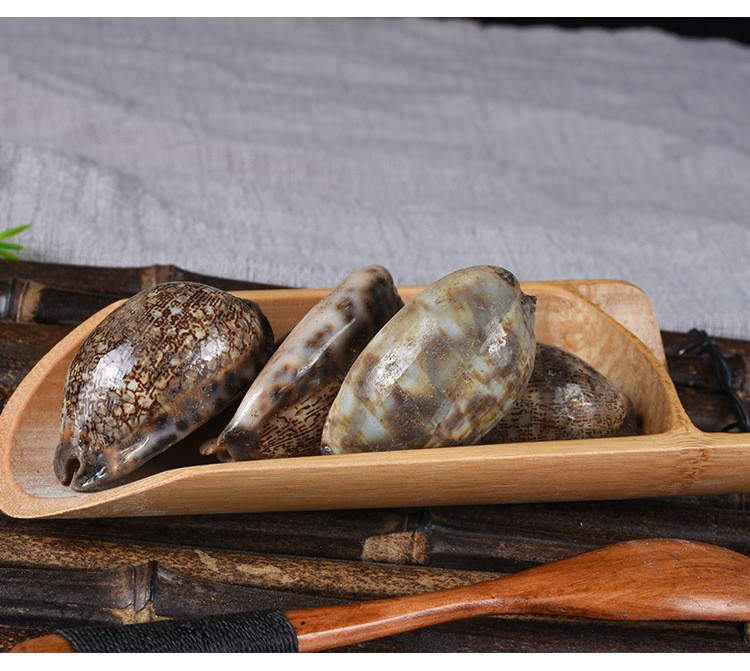 Zi Bei Chi (Concha Mauritiae) — Dried Purple Cowrie Shell Pieces, Traditional Mineral Herb quality and texture